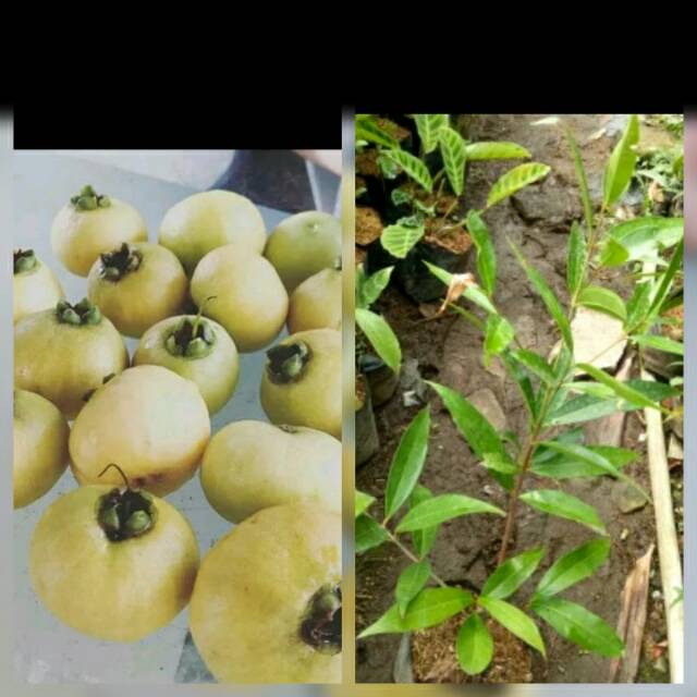 Detail Gambar Buah Jambu Mawar Nomer 39