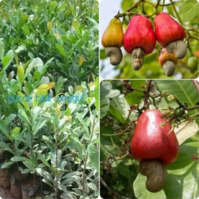 Detail Gambar Buah Jambu Mete Nomer 43