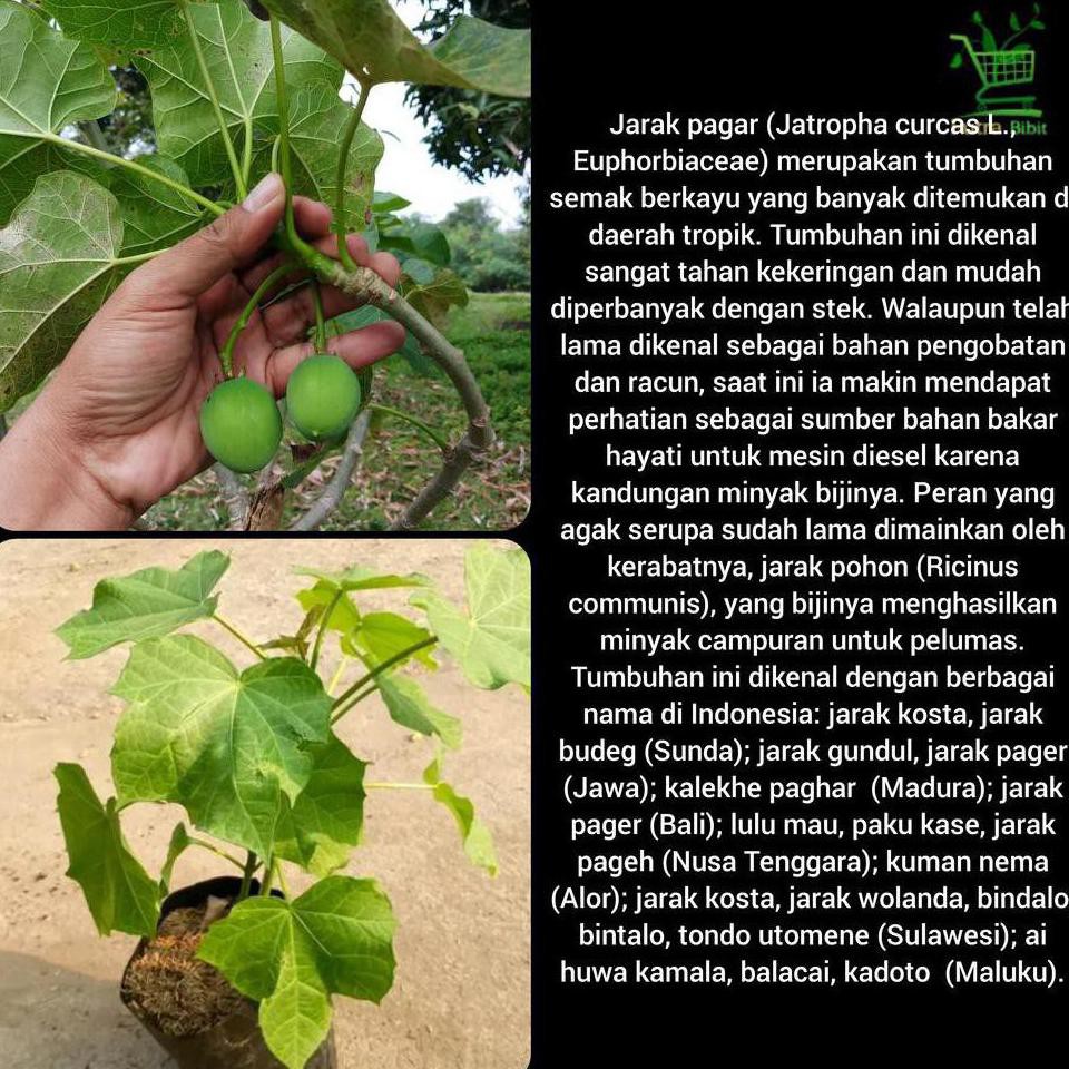 Detail Gambar Buah Jarak Nomer 53