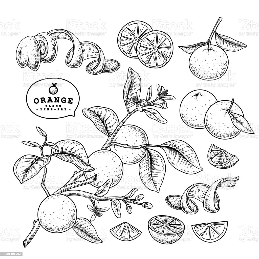 Detail Gambar Buah Jeruk Kartun Hitam Putih Nomer 30