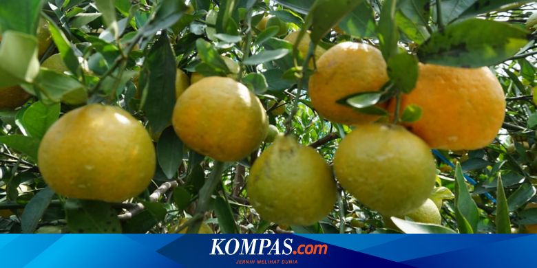 Detail Gambar Buah Jeruk Masih Kecil Nomer 16