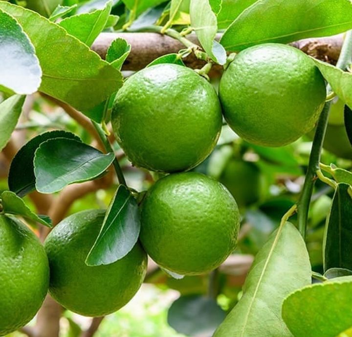 Detail Gambar Buah Jeruk Nipis Nomer 12