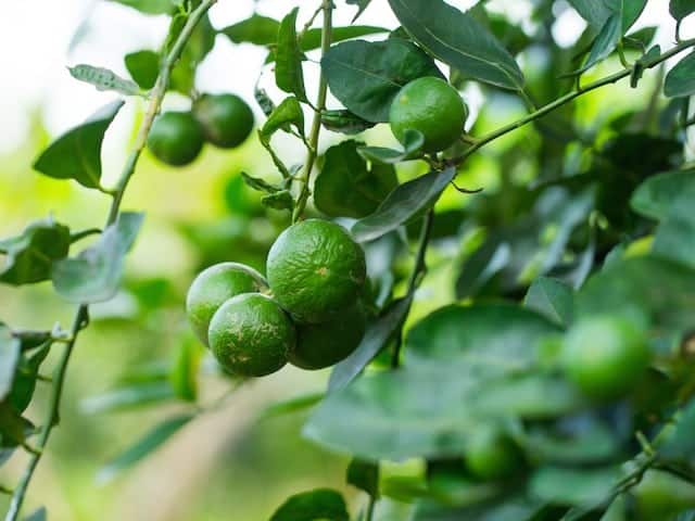 Detail Gambar Buah Jeruk Nipis Nomer 16