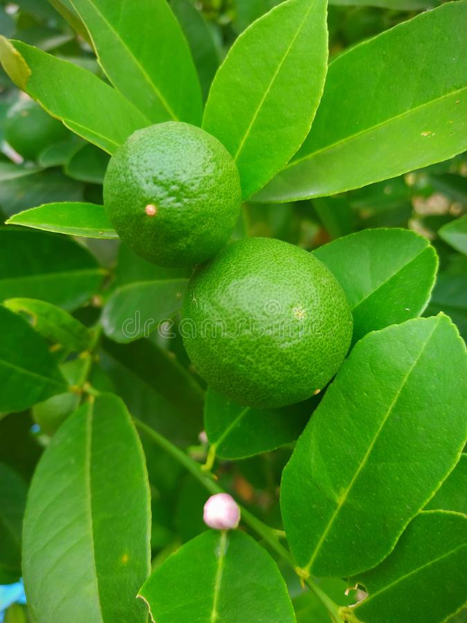 Detail Gambar Buah Jeruk Nipis Nomer 29