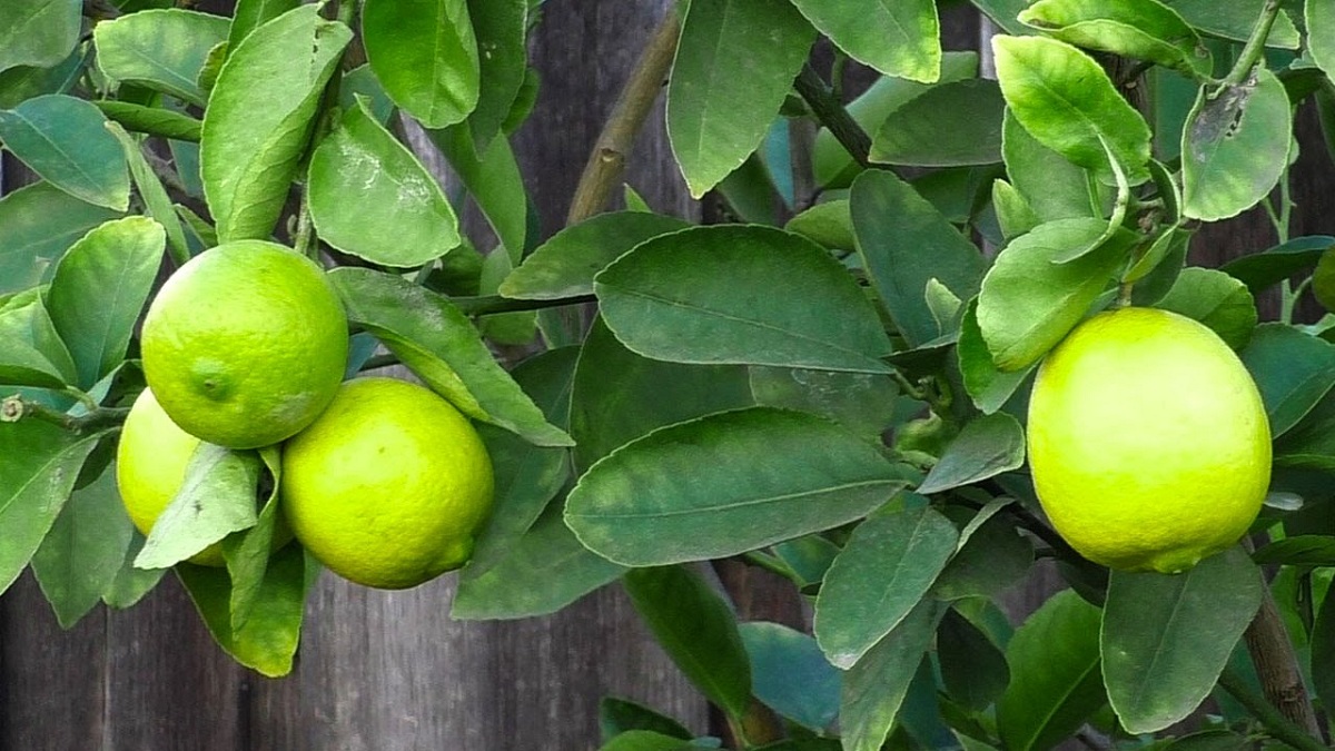 Detail Gambar Buah Jeruk Nipis Nomer 36