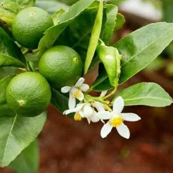Detail Gambar Buah Jeruk Nipis Nomer 38