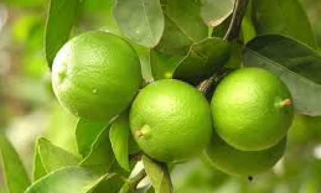 Detail Gambar Buah Jeruk Nipis Nomer 39