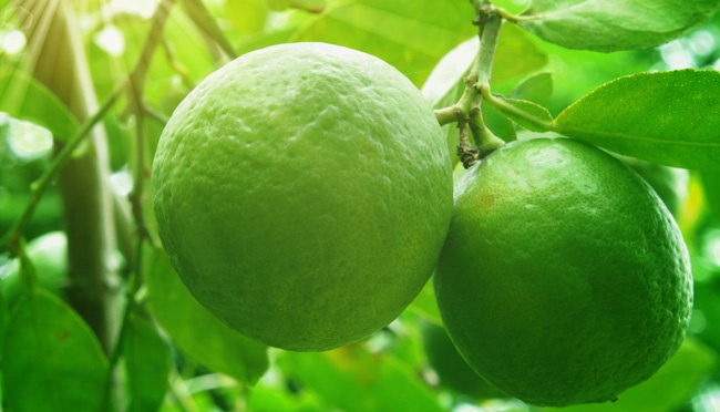 Detail Gambar Buah Jeruk Nipis Nomer 43
