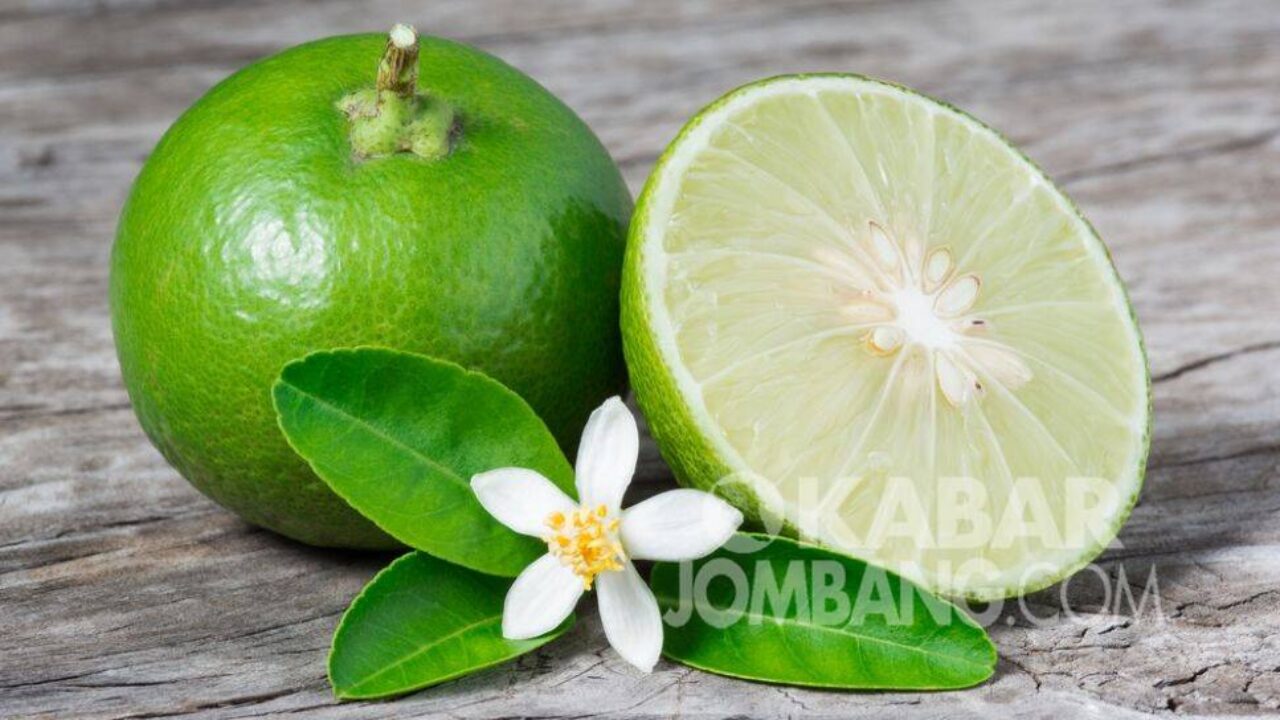 Detail Gambar Buah Jeruk Nipis Nomer 55