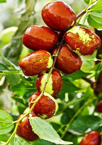 Detail Gambar Buah Jujube Nomer 3