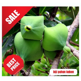 Detail Gambar Buah Keben Nomer 30