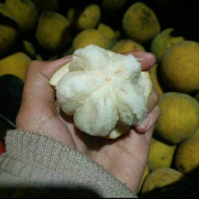 Detail Gambar Buah Kecapi Nomer 40