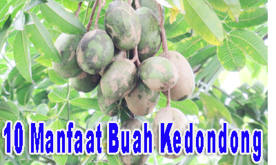 Detail Gambar Buah Kedondong Png Nomer 51