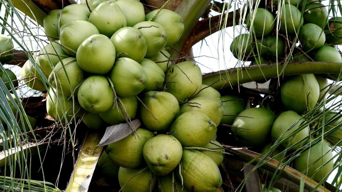 Detail Gambar Buah Kelapa Nomer 16