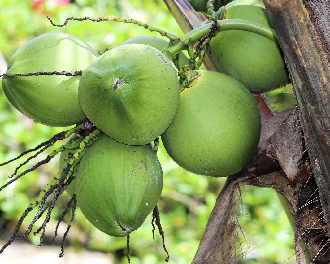 Detail Gambar Buah Kelapa Nomer 3