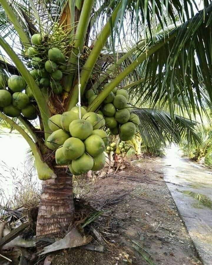 Detail Gambar Buah Kelapa Nomer 25