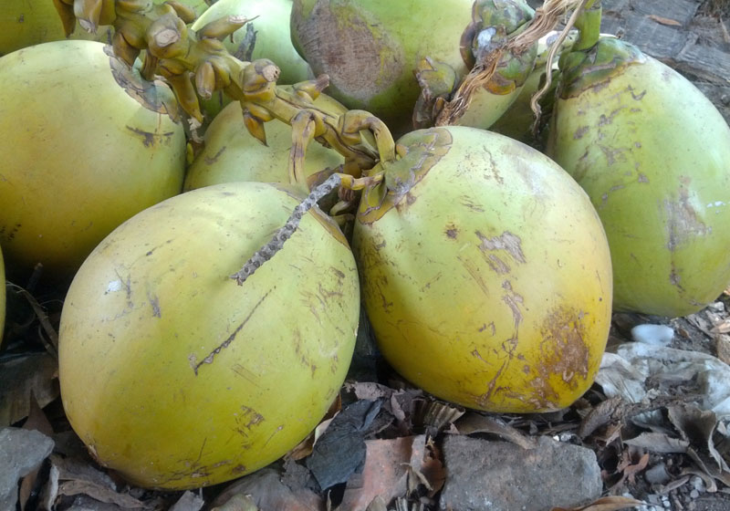 Detail Gambar Buah Kelapa Nomer 4