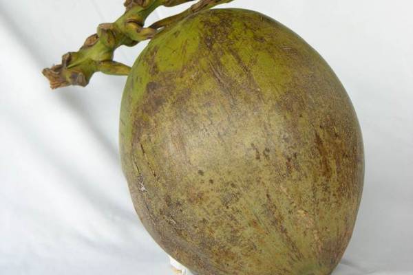 Detail Gambar Buah Kelapa Nomer 7