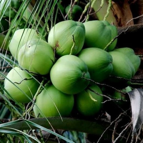 Download Gambar Buah Kelapa Muda Nomer 3