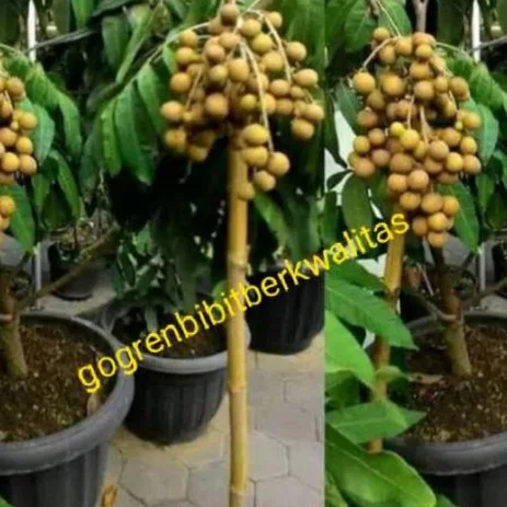 Detail Gambar Buah Kelengkeng Nomer 37