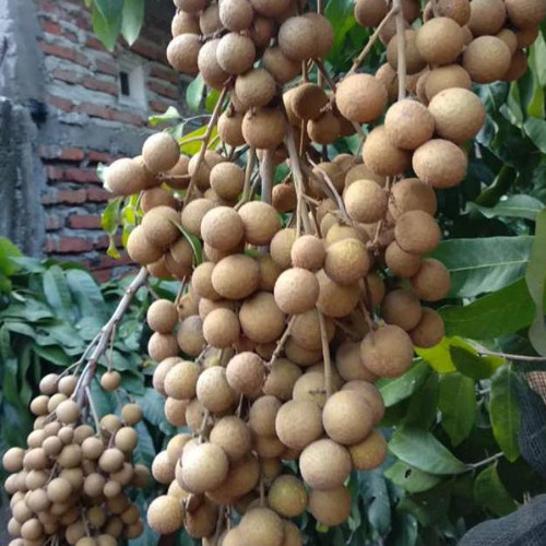 Detail Gambar Buah Kelengkeng Nomer 39