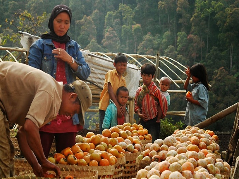 Detail Gambar Buah Kesemek Matang Nomer 33