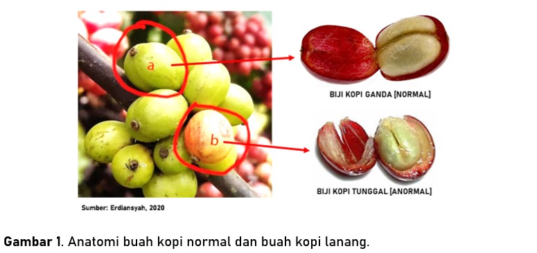 Detail Gambar Buah Kopi Nomer 11