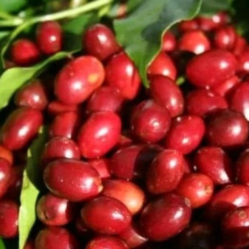 Detail Gambar Buah Kopi Nomer 25