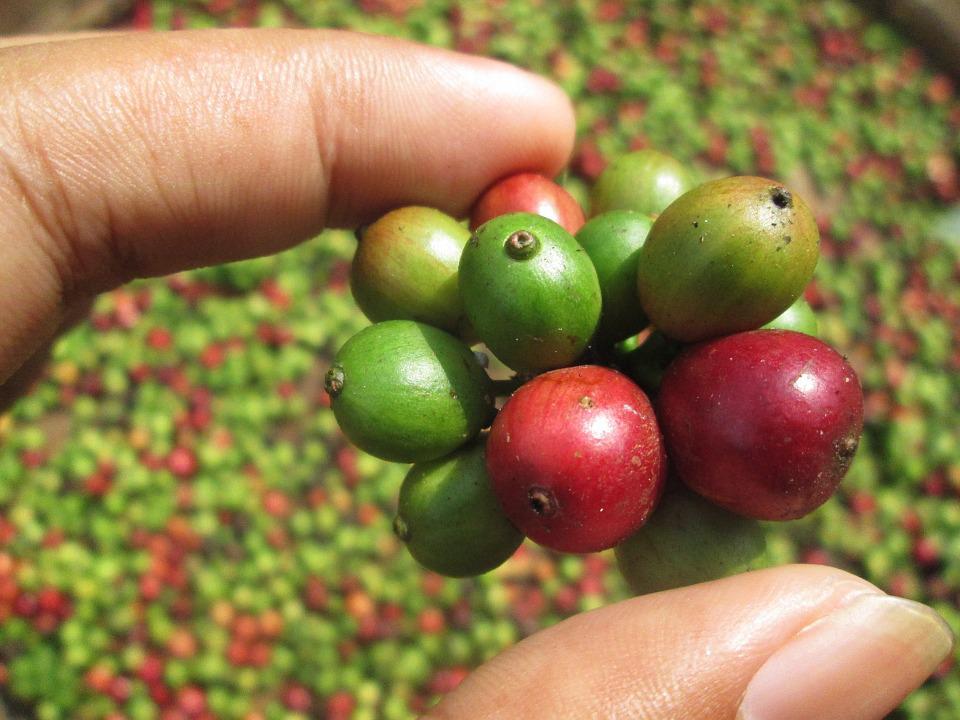 Detail Gambar Buah Kopi Nomer 40