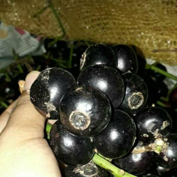 Detail Gambar Buah Kupa Nomer 28