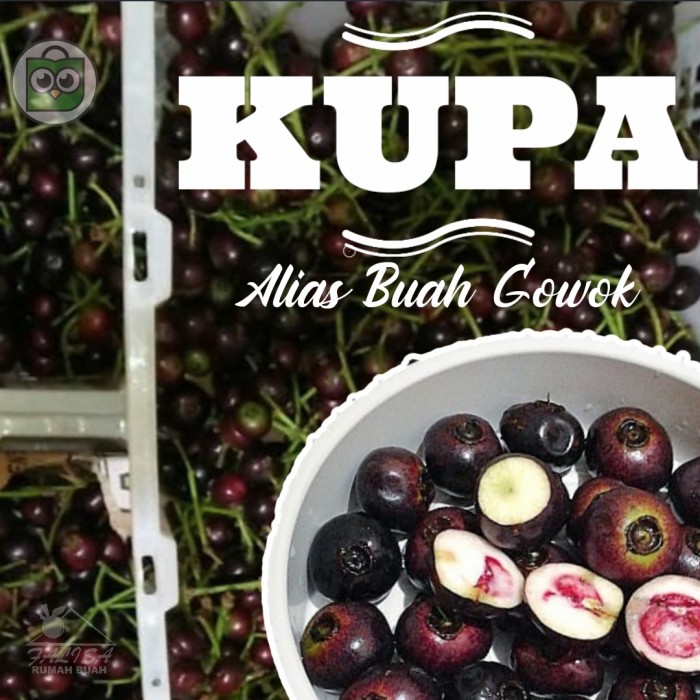 Detail Gambar Buah Kupa Nomer 35