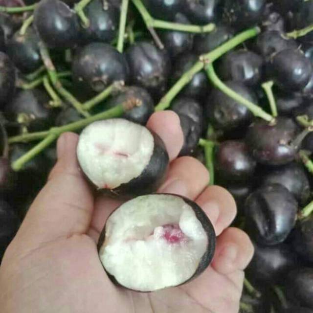 Detail Gambar Buah Kupa Nomer 6