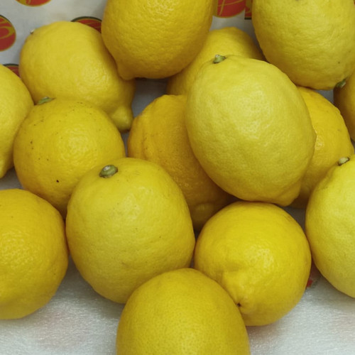 Detail Gambar Buah Lemon Nomer 50
