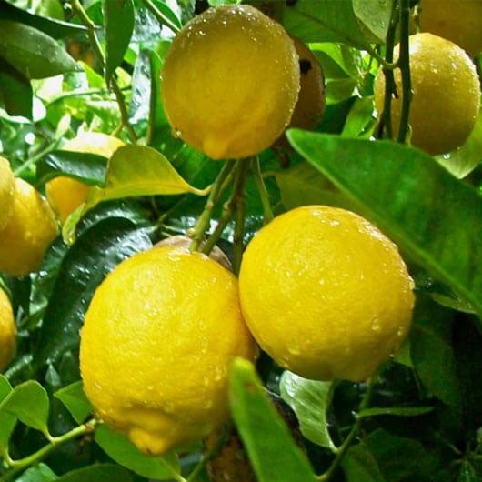 Detail Gambar Buah Lemon Nomer 56