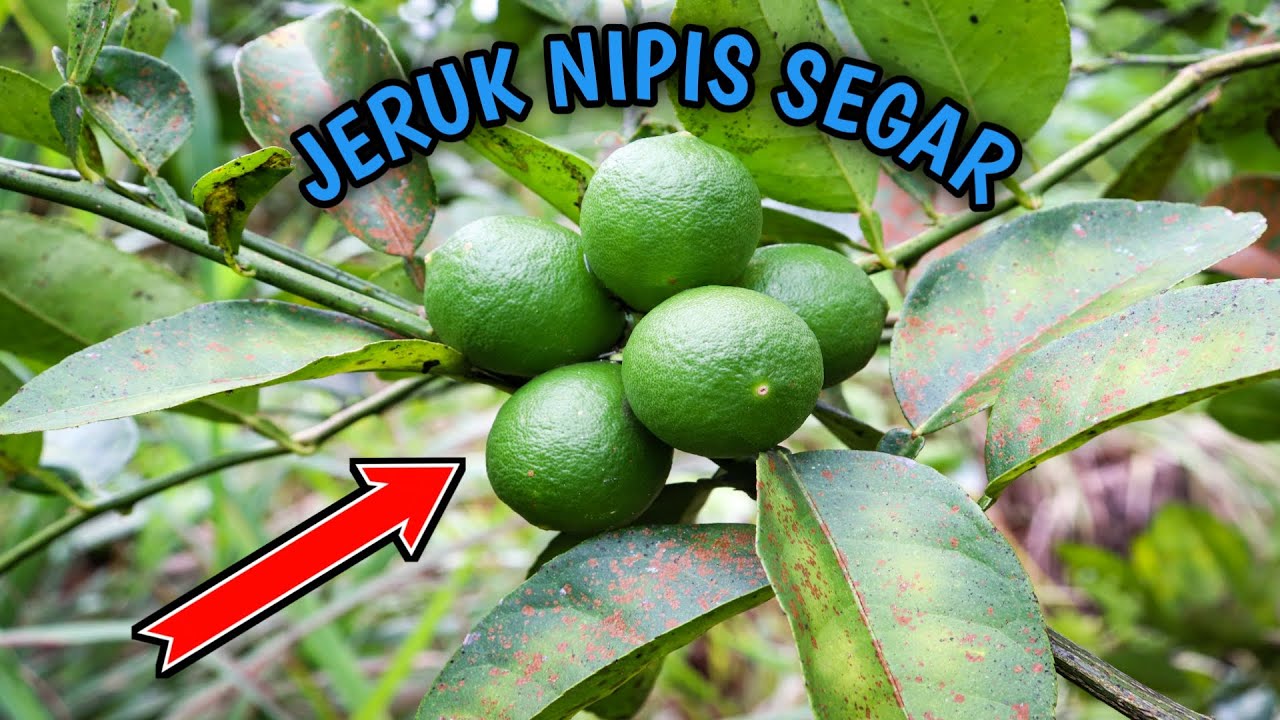 Detail Gambar Buah Lemon Dan Jeruk Nipis Nomer 52