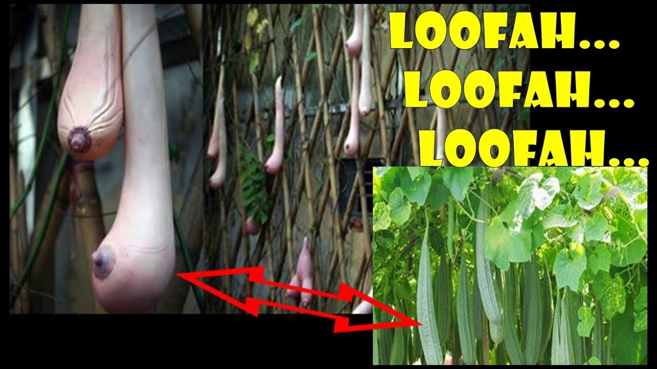 Detail Gambar Buah Loofah Nomer 5