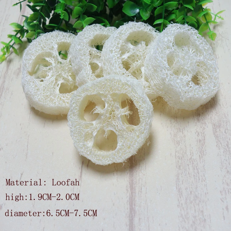 Detail Gambar Buah Loofah Nomer 45