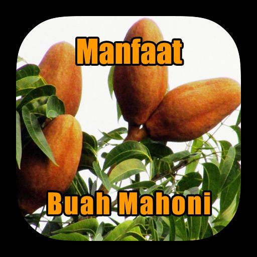 Detail Gambar Buah Mahoni Nomer 36