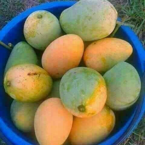 Download Gambar Buah Mangga Segar Nomer 6