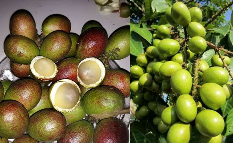 Detail Gambar Buah Matoa Nomer 12