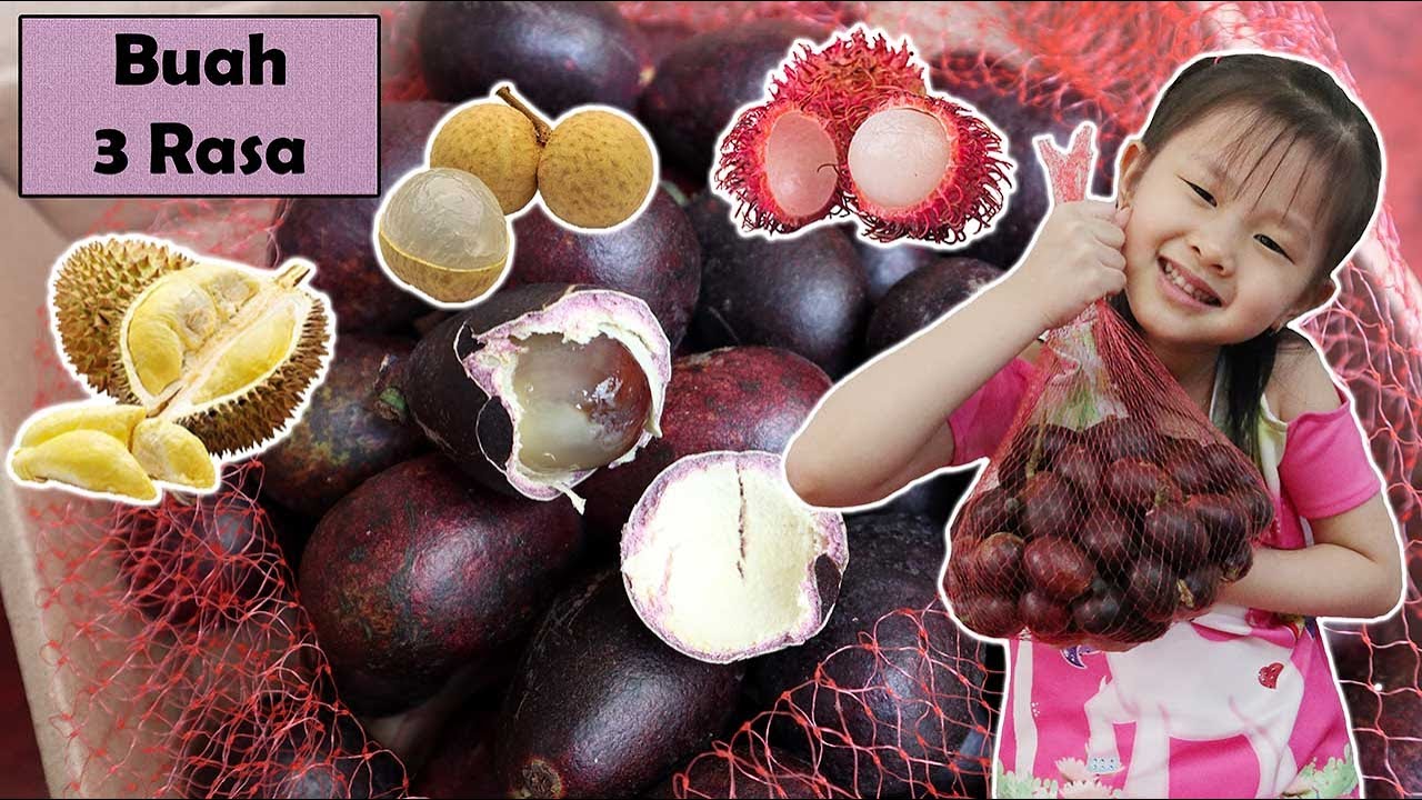 Detail Gambar Buah Matoa Nomer 39