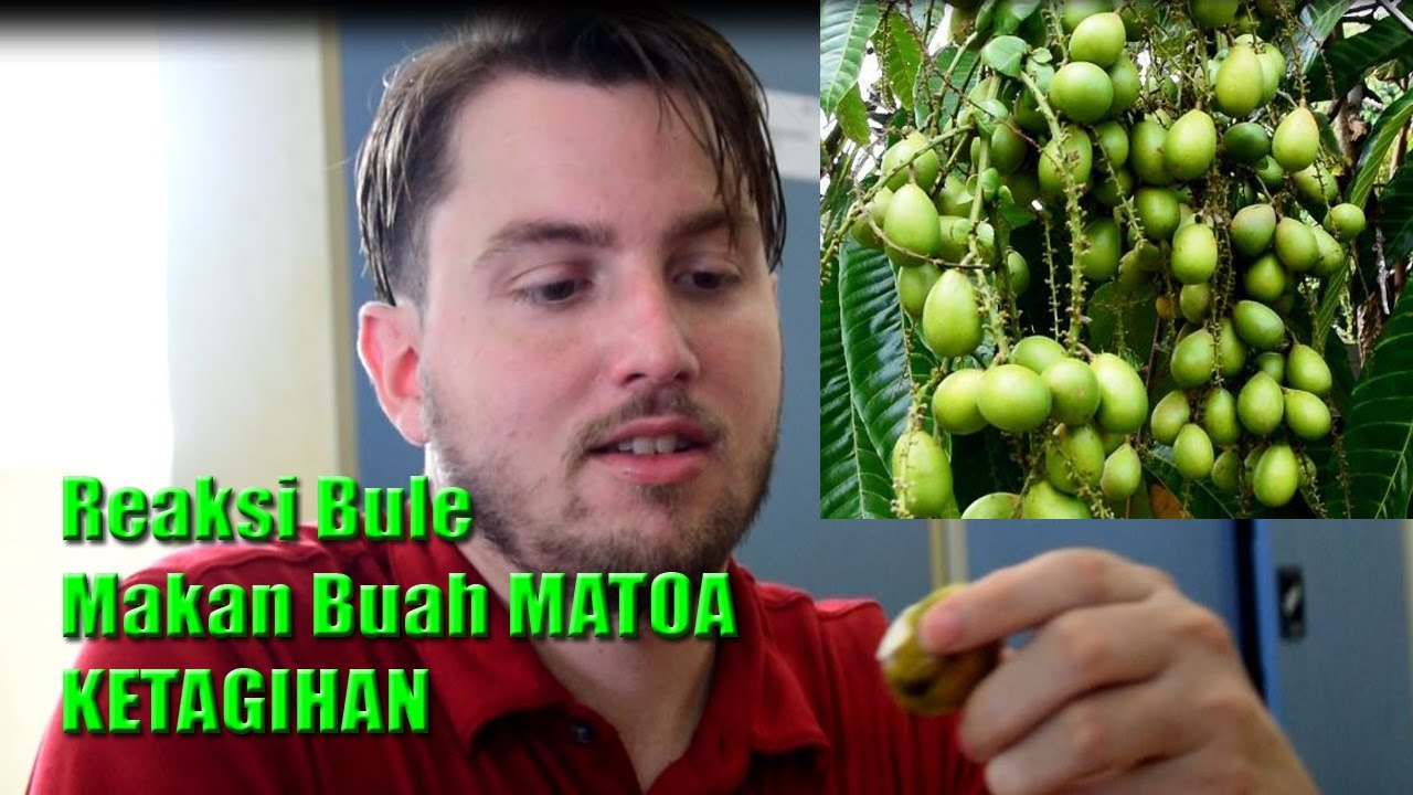 Detail Gambar Buah Matoa Nomer 40