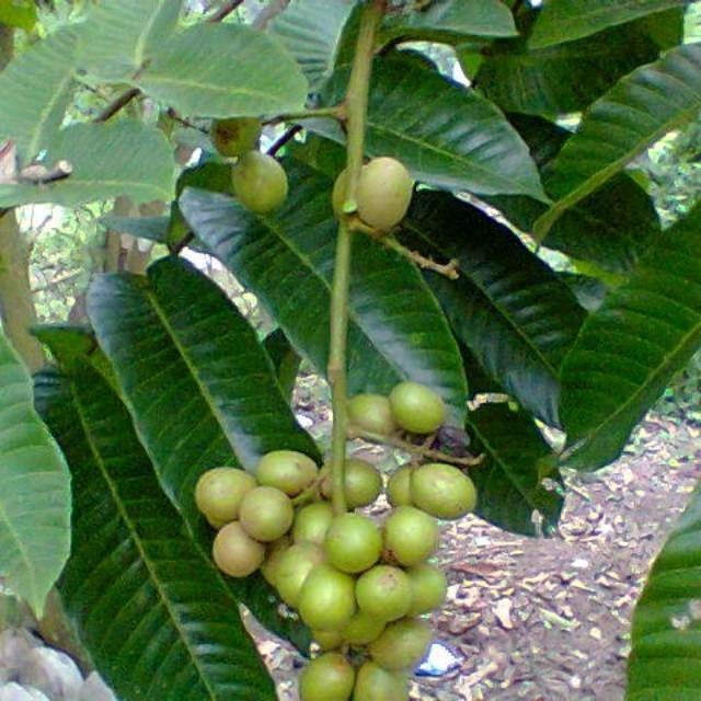 Detail Gambar Buah Matoa Nomer 46