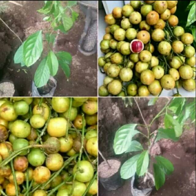 Detail Gambar Buah Menteng Nomer 36