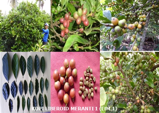 Detail Gambar Buah Meranti Nomer 10