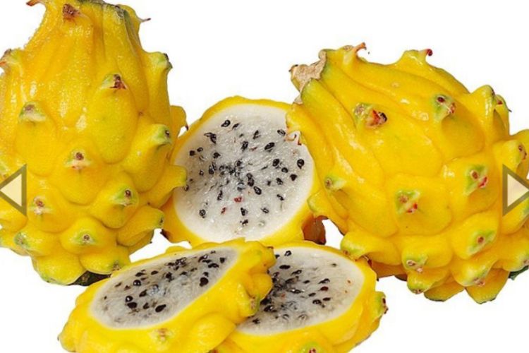 Gambar Buah Naga Kuning - KibrisPDR