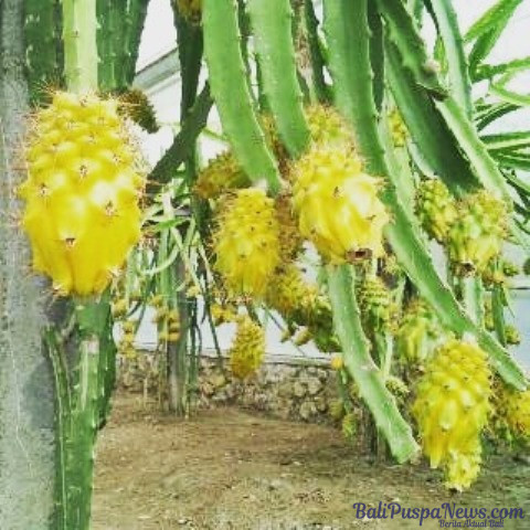 Detail Gambar Buah Naga Kuning Nomer 11