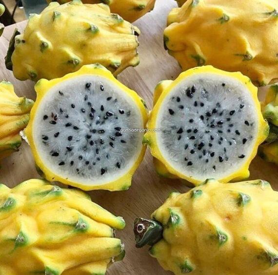 Download Gambar Buah Naga Kuning Nomer 19