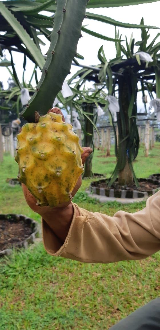 Detail Gambar Buah Naga Kuning Nomer 33