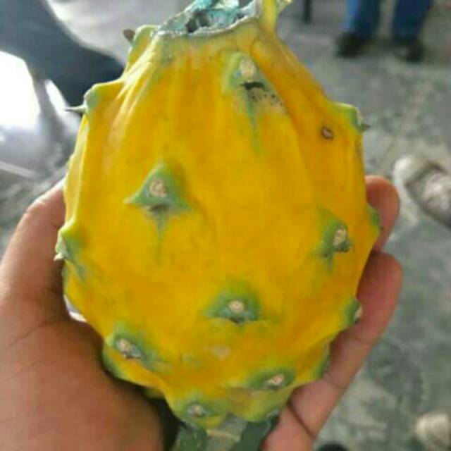 Download Gambar Buah Naga Kuning Nomer 38